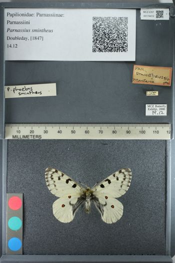 Media type: image;   Entomology 174412